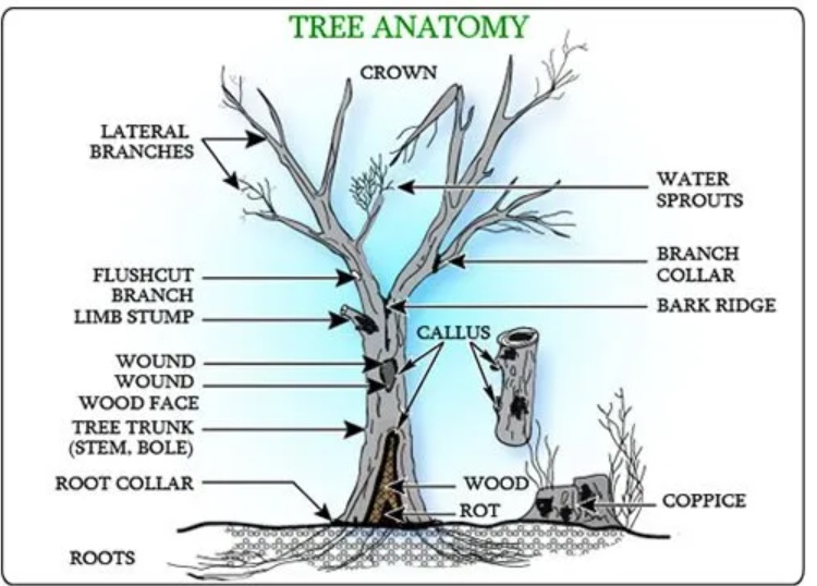 How do you tell if a tree needs to be removed?